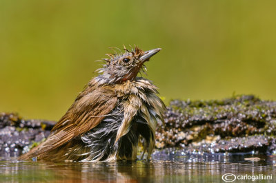 Picchio muratore-Eurasian Nuthatch (Sitta europaea)