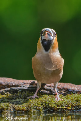 Frosone- Hawfinch (Coccothraustes coccothraustes)