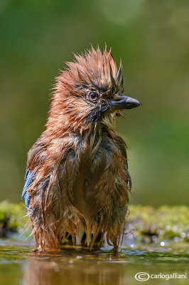 Ghiandaia -Eurasian Jay(Garrulus glandarius)