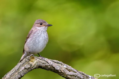 Pigliamosche-Spotted Flycatcher (Muscicapa striata)