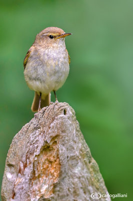 Lu piccolo-Common Chiffchaff (Phylloscopus collybita)