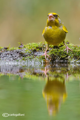 Verdone -European Greenfinch (Carduelis chloris)