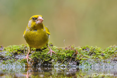 Verdone -European Greenfinch (Carduelis chloris)