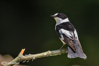 Balia dal collare - Collared Flycatcher ( Ficedula albicollis 