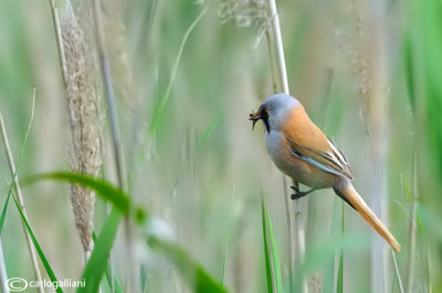 Basettino -Bearded Tit (Panurus biarmicus)