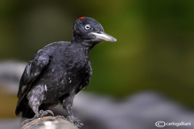 Picchio nero -Black Woodpecker (Dryocopus martius)