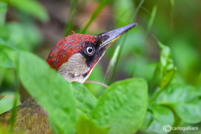 Picchio verde-Green Woodpecker (Picus viridis)