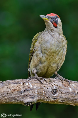 Picchio verde-Green Woodpecker (Picus viridis)