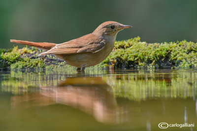 Usignolo-Common Nightingale (Luscinia megarhynchos)