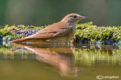 Usignolo-Common Nightingale (Luscinia megarhynchos)