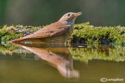 Usignolo-Common Nightingale (Luscinia megarhynchos)