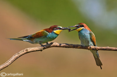 Gruccione-European Bee-eater (Merops apiaster)