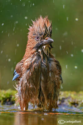 Ghiandaia -Eurasian Jay(Garrulus glandarius)