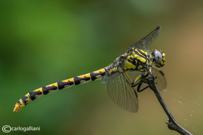 Onychogomphus uncatus female