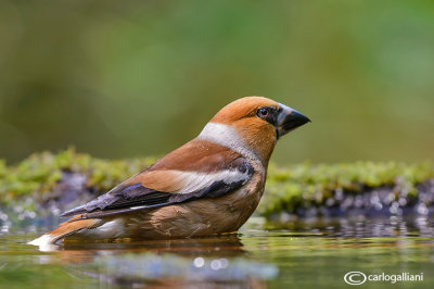 Frosone- Hawfinch (Coccothraustes coccothraustes)