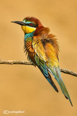 Gruccione-European Bee-eater (Merops apiaster)