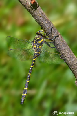 Cordulegaster boltoni male