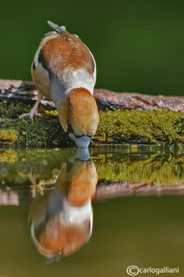 Frosone- Hawfinch (Coccothraustes coccothraustes)