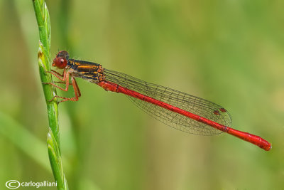 Ceriagrion tenellum male