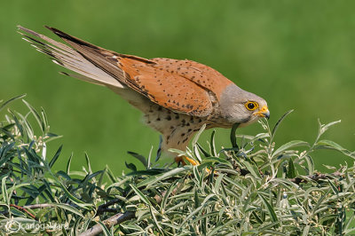 Gheppio -Eurasian Kestrel (Falco tinnunculus)