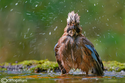 Ghiandaia -Eurasian Jay(Garrulus glandarius)