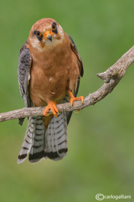 Falco cuculo- Red-footed Falcon (Falco vespertinus)