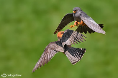 Falco cuculo- Red-footed Falcon (Falco vespertinus)
