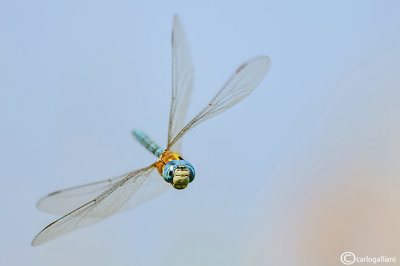 The best of  Dragonflies and Butterflies -2 galleries