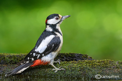 Picchio rosso maggiore-Great Spotted Woodpecker (Dendrocopos major))