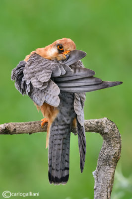 Falco cuculo- Red-footed Falcon (Falco vespertinus)
