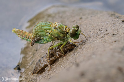 Birth of a dragonfly  : Onycogomphus uncatus.