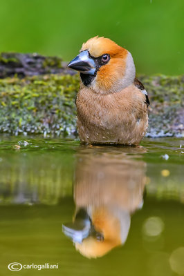 Frosone- Hawfinch (Coccothraustes coccothraustes)