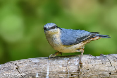 Picchio muratore-Eurasian Nuthatch (Sitta europaea)
