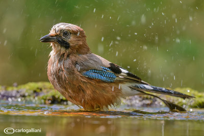 Ghiandaia -Eurasian Jay(Garrulus glandarius)