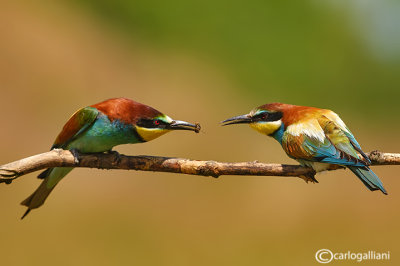 Gruccione-European Bee-eater (Merops apiaster)