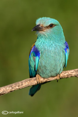 Ghiandaia marina-European Roller (Coracias garrulus)