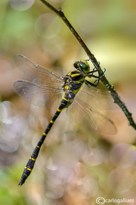 Cordulegaster  boltoni male