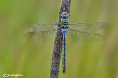 Anax imperator male