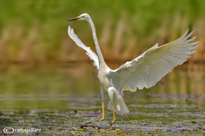 Airone bianco maggiore-Great Egret (Ardea alba)