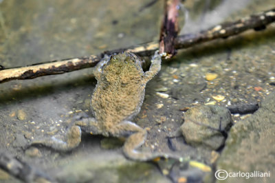 Ululone-Yellow-bellied Toad (Bombina variegataABD_2846-3.jpg