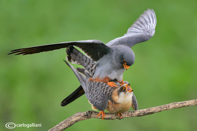 Falco cuculo- Red-footed Falcon (Falco vespertinus)