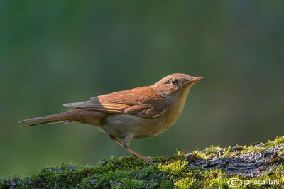 Usignolo-Common Nightingale (Luscinia megarhynchos)