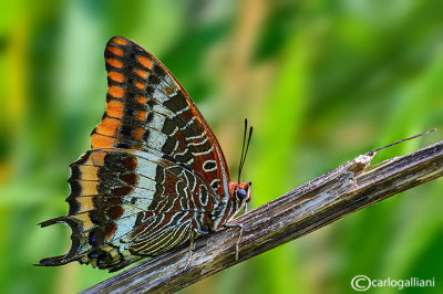 Charaxes jasius