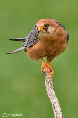 Falco cuculo- Red-footed Falcon (Falco vespertinus)