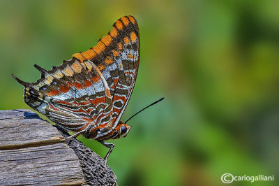 Charaxes jasius