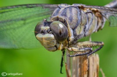 Lindenia tetraphylla male