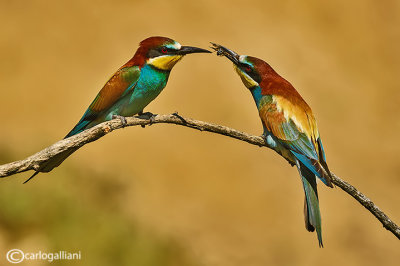 Gruccione-European Bee-eater (Merops apiaster)