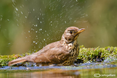Tordo bottaccio - Song Thrush (Turdus philomelos )