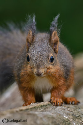 Scoiattolo-Squirrel (Sciurus vulgaris)