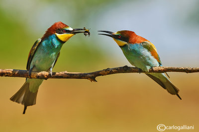 Gruccione-European Bee-eater (Merops apiaster)
